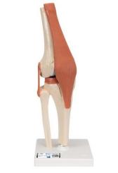 Funktionales Kniegelenkmodell