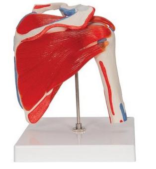 Schultergelenkmodell mit Rotatorenmanschette